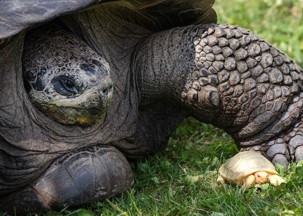 白化病瀕危象龜現身動物園