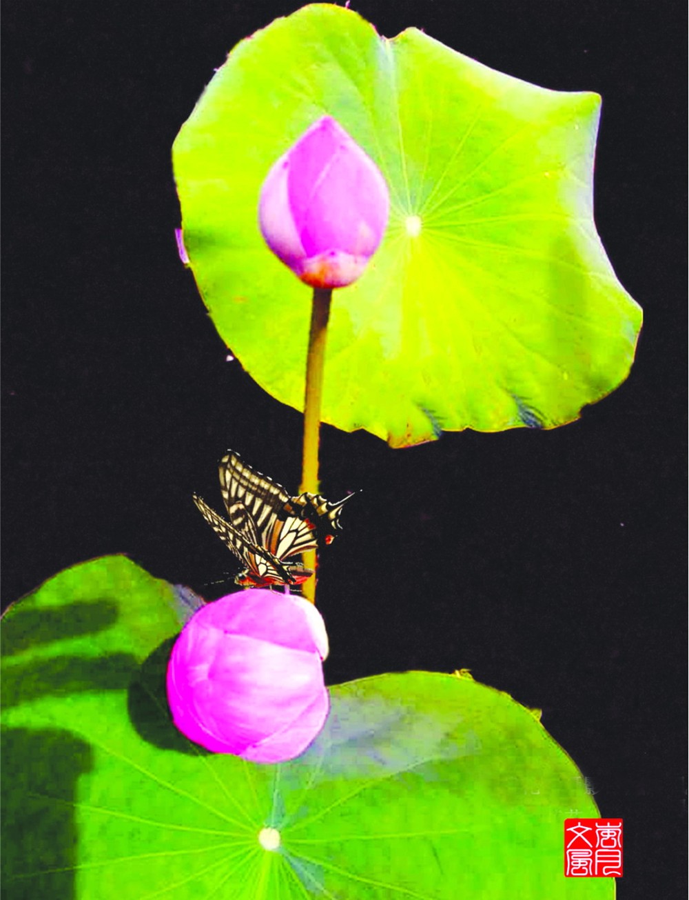 蓮花  嵐月風  攝