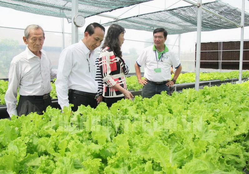 古芝縣無公害蔬菜種植模式獲推廣展開。