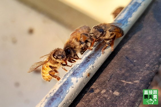 （示意圖源：互聯網）