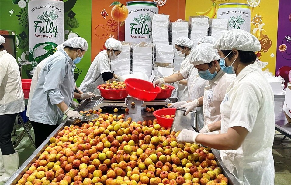 北江荔枝滿足出口中國標準