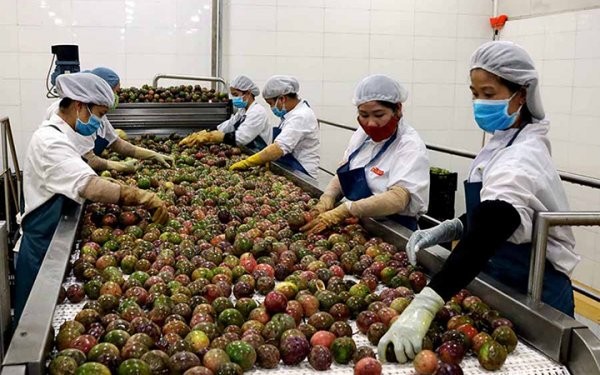 中國海關總局最近已同意，從本月1日起，准予越南百香果試行進口該國市場。