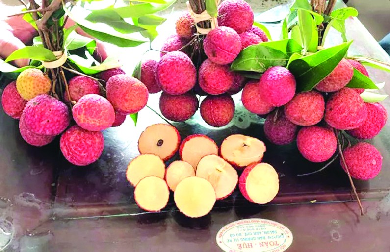 無核荔枝明年推出市場