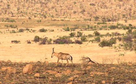 澳大利亞(澳洲)自然環境快速惡化，瀕危物種數量增加。