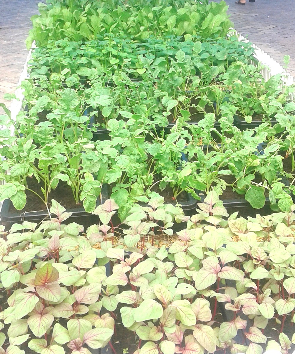 有機蔬菜日漸受到消費者的歡迎且自行種植。