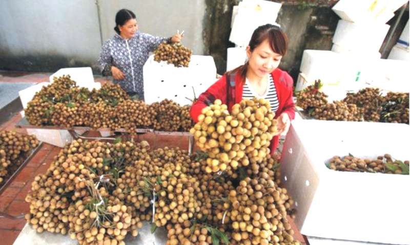 興安龍眼出口包裝工段。