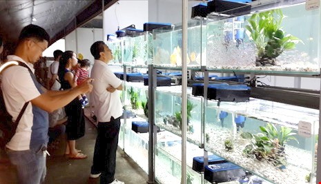 本市養殖的觀賞魚出口額達約650萬美元，成為全球20強的觀賞魚出口國家之一。