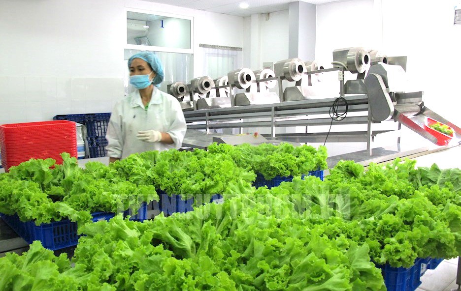 古芝縣某合作社的無公害蔬菜種植區。