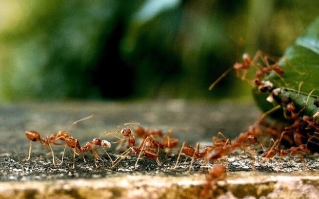 （示意圖源：互聯網）