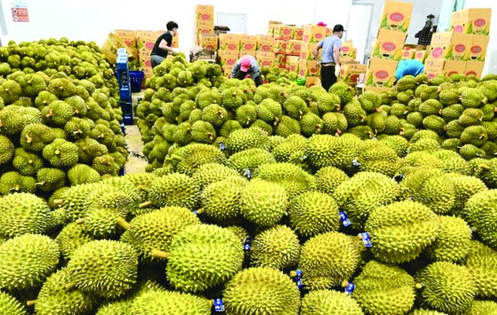 林同向中國出口首批逾 70 噸榴槤