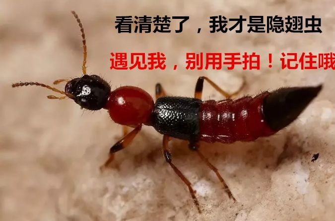 小心這種蟲拍了手爛、皮膚也潰爛