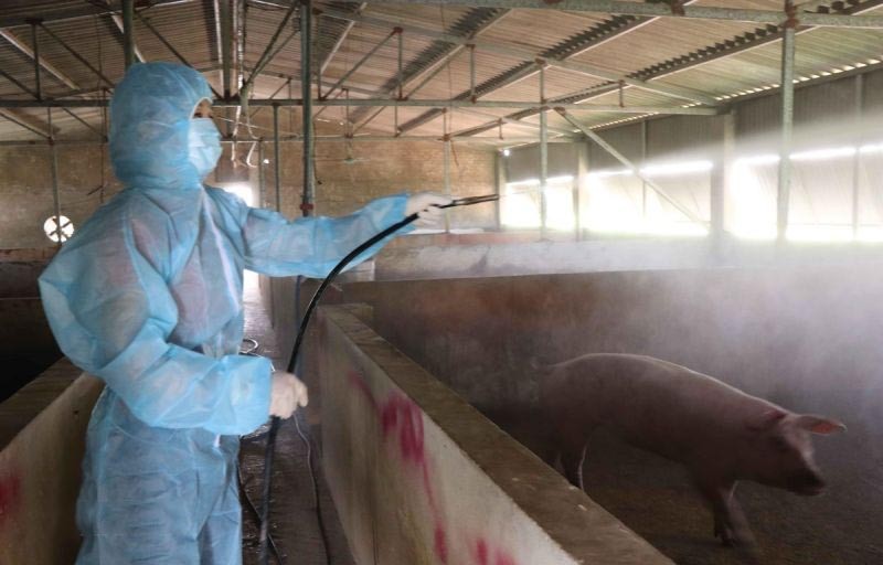 巴地-頭頓再爆發非洲豬瘟和口蹄疫情