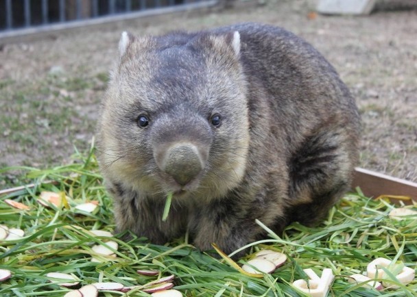 世上最长寿袋熊迎 35 岁