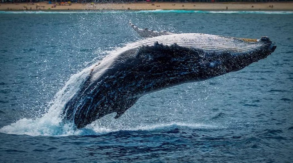 日本将长须鲸列入捕鲸名单，林芳正：传承食文化很重要。 (网上图片)