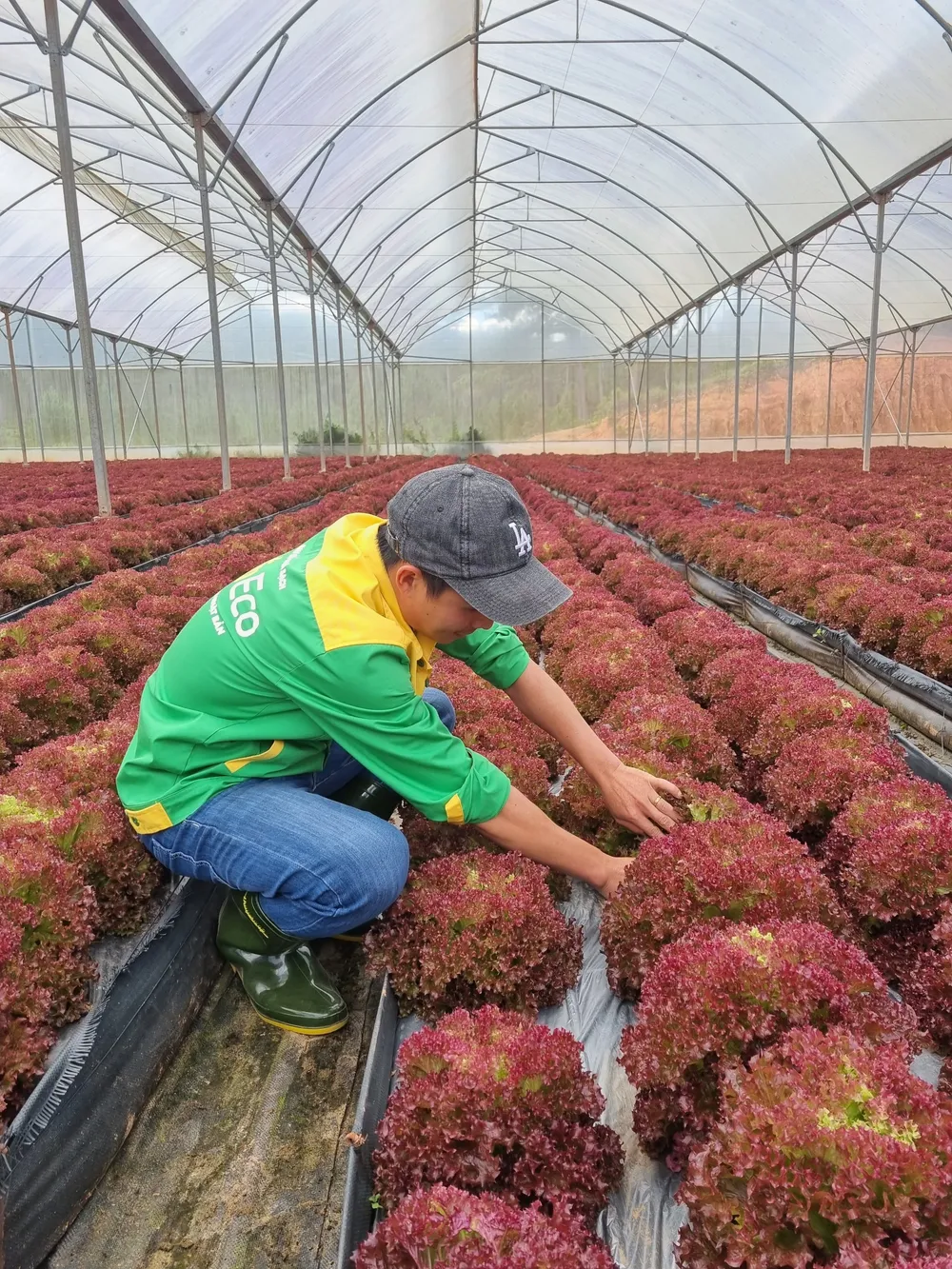 Công nhân đang chăm sóc lô lô tím