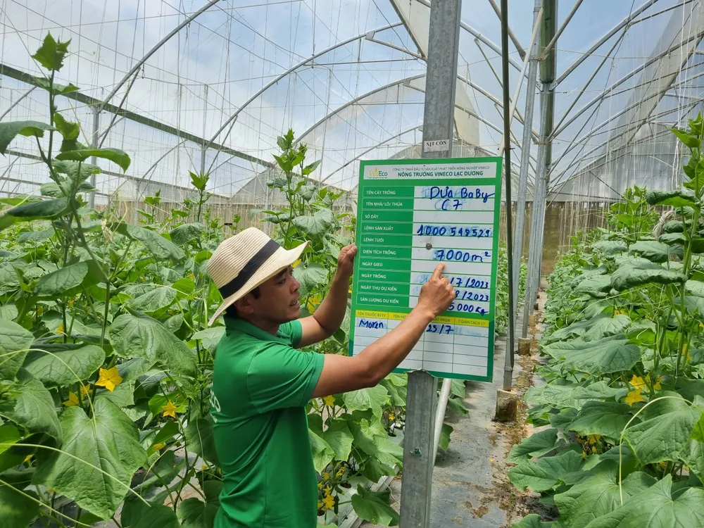 Bảng theo dõi thời gian chăm sóc, thu hoạch dưa baby