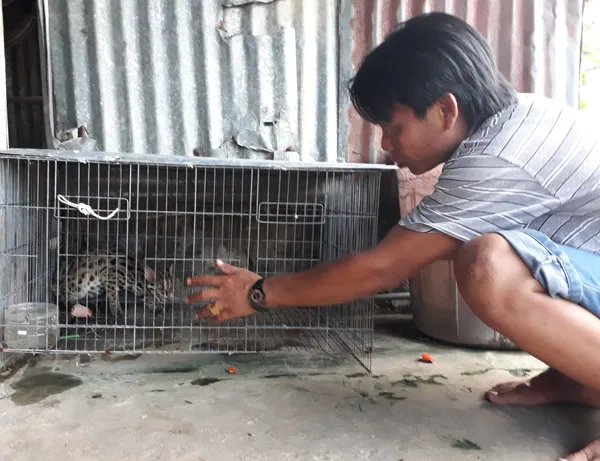  Con mèo rừng quý hiếm  mà anh Bào bắt được. Ảnh: NGỌC CHÁNH