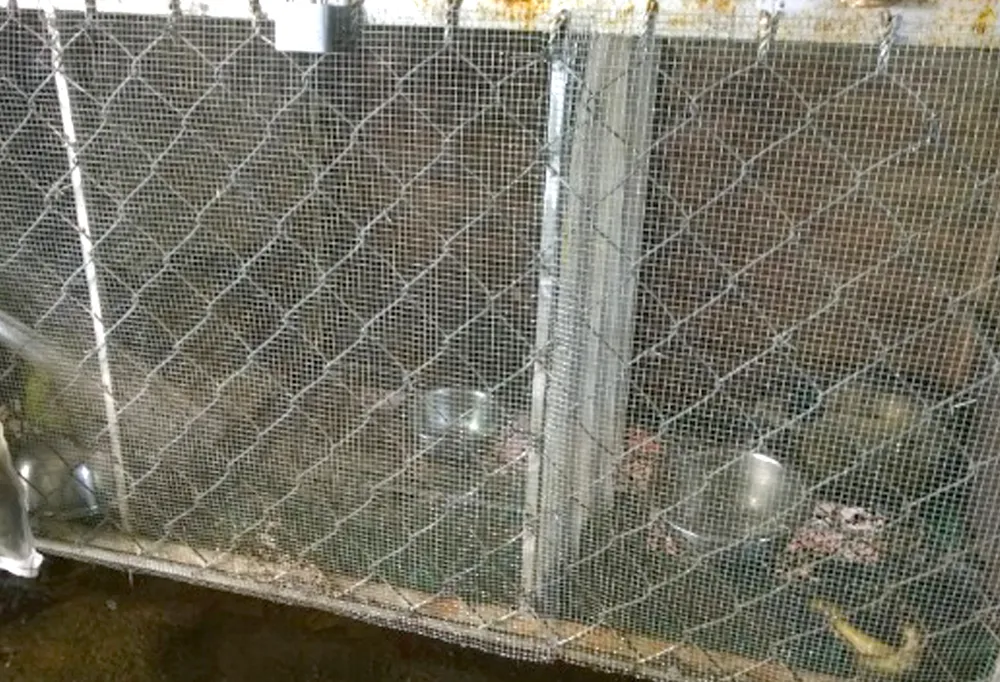 Kỳ dà vân đang được nuôi ở hộ ông Lương Hòa Anh. Ảnh: VĨNH THUẬN