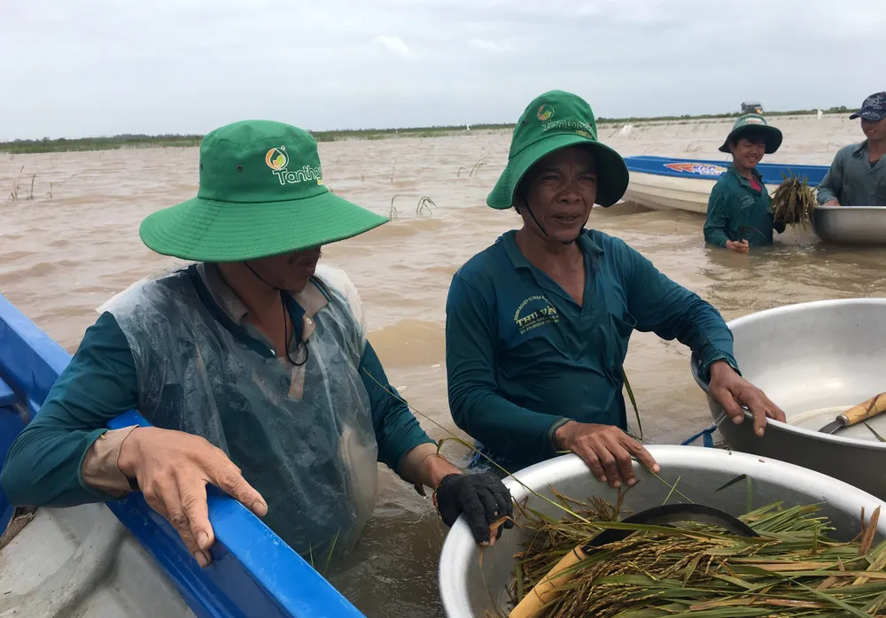 Nông dân ĐBSCL lo gặt lúa, thu hoạch hoa màu chạy lũ  ảnh 5