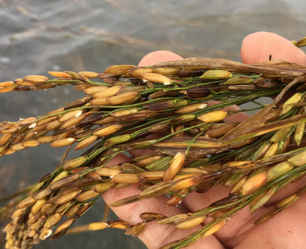 Nông dân ĐBSCL lo gặt lúa, thu hoạch hoa màu chạy lũ  ảnh 3