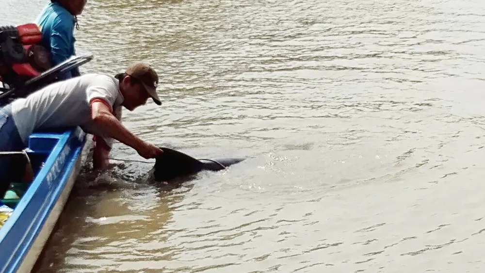 Người dân kéo cá heo bị mắc cạn đưa ra biển. Ảnh: VĨNH THUẬN