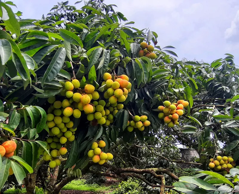 Chỉ còn khoảng ba tuần nữa, vải thiều Lục Ngạn sẽ chính thức vào cao điểm vụ thu hoạch