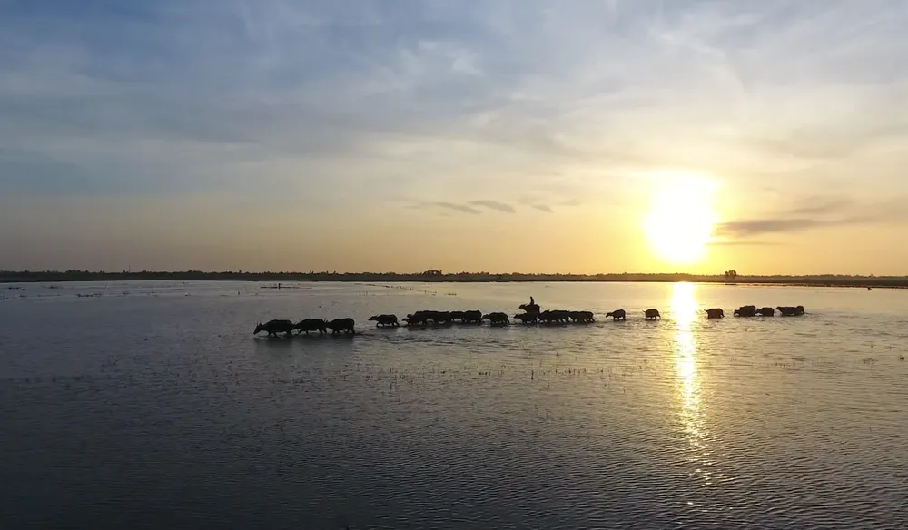 Cảnh mùa len trâu