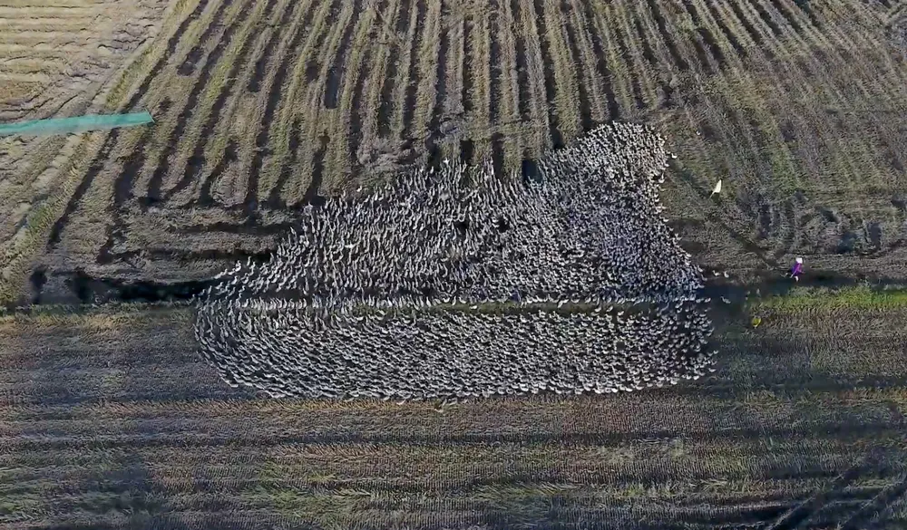 Hình ảnh đàn vịt chạy đồng gợi nhớ thương