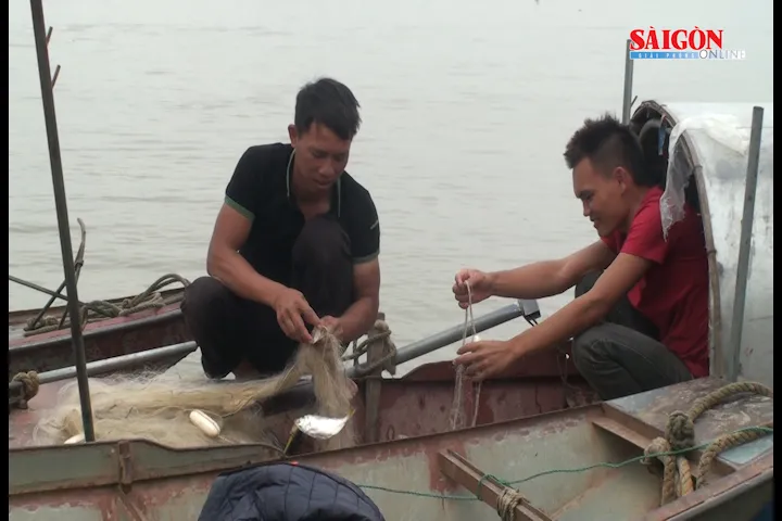 Trúng mùa cá mòi, ngư dân thu tiền triệu mỗi ngày
