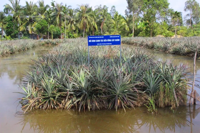 Đặc sản khóm Cầu Đúc ảnh 5