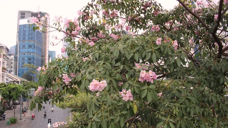 Hoa kèn hồng khoe sắc trên đại lộ ảnh 3