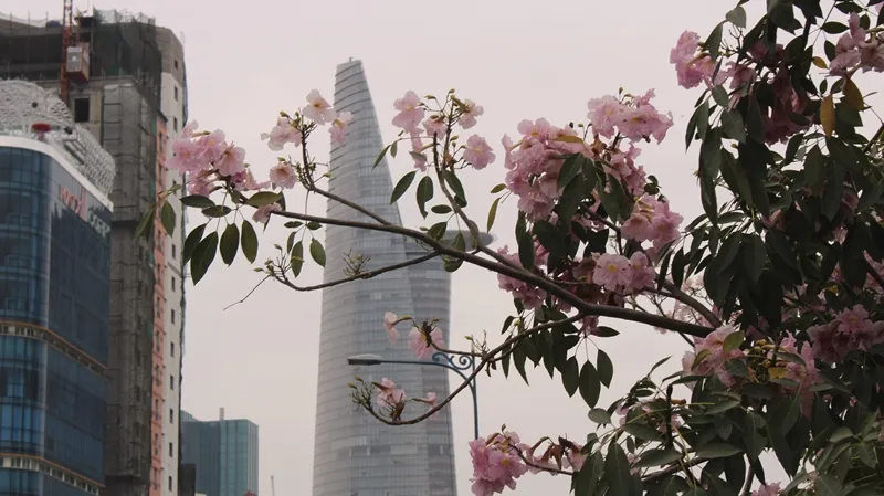 Hoa kèn hồng khoe sắc trên đại lộ ảnh 6