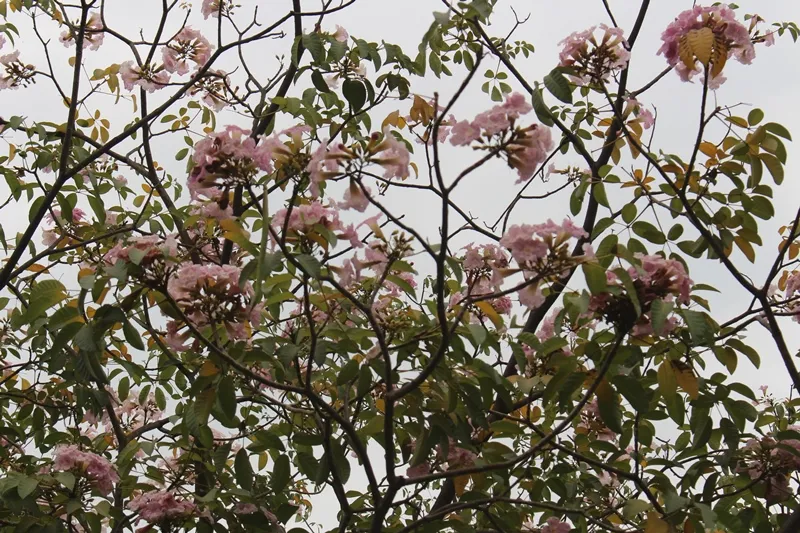 Hoa kèn hồng khoe sắc trên đại lộ ảnh 14