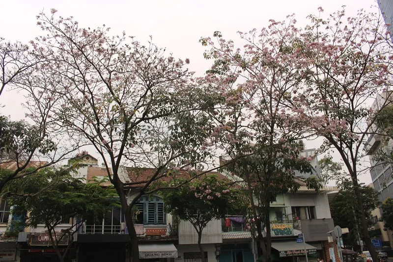 Hoa kèn hồng khoe sắc trên đại lộ ảnh 13