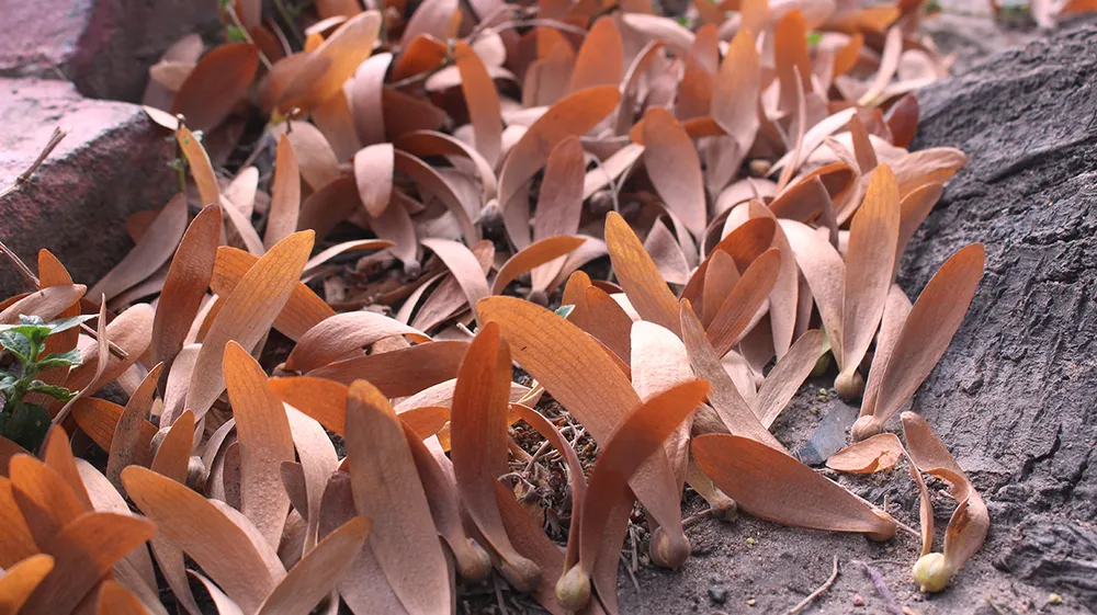 “Vũ điệu” chò nâu ảnh 5