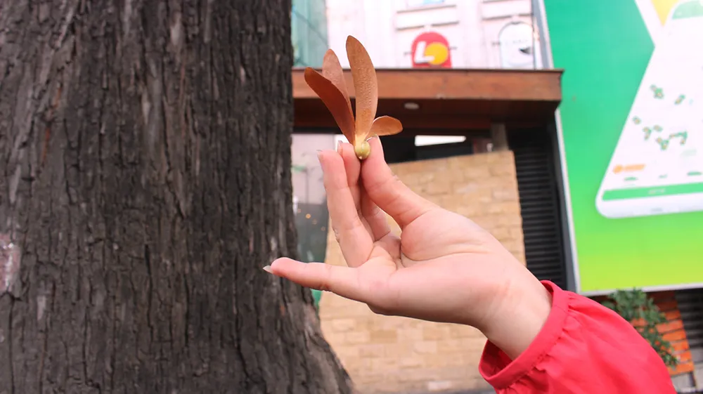 “Vũ điệu” chò nâu ảnh 7