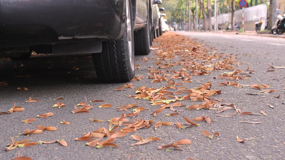 “Vũ điệu” chò nâu ảnh 3