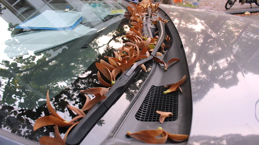 “Vũ điệu” chò nâu ảnh 4