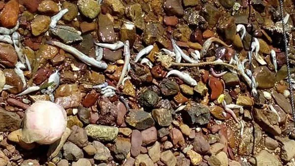 Cá chết  bất thường ở vùng biển KIên Lương- Kiên Giang