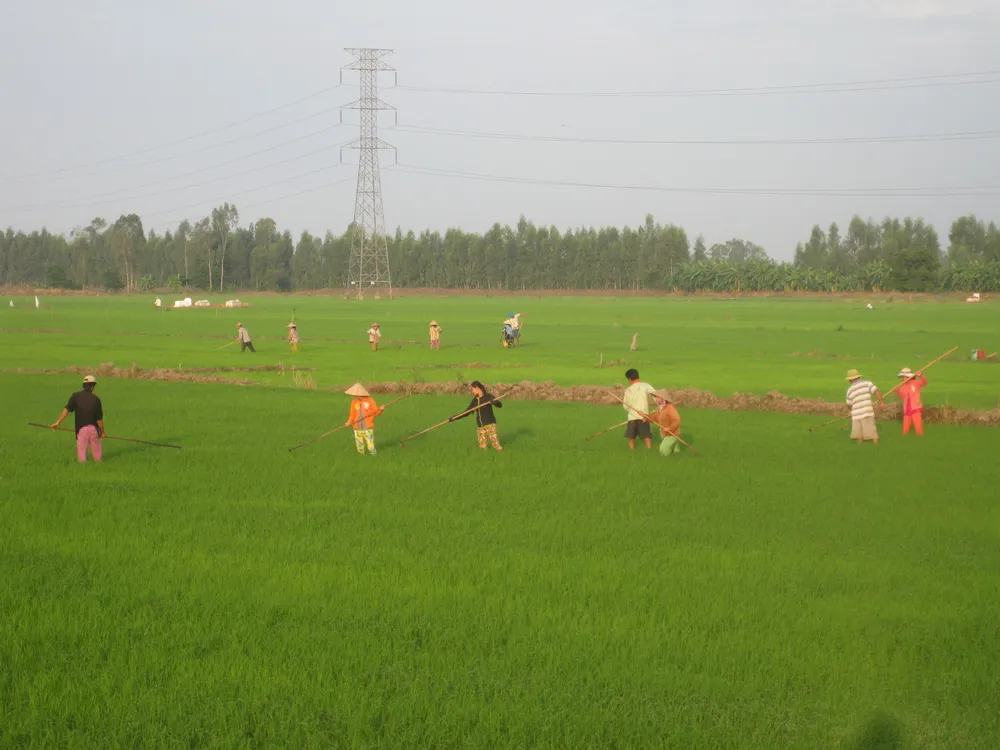 Nhiều diện tích lúa thu đông 2017 ở ĐBSCL nguy cơ bùng phát bệnh rầy nâu