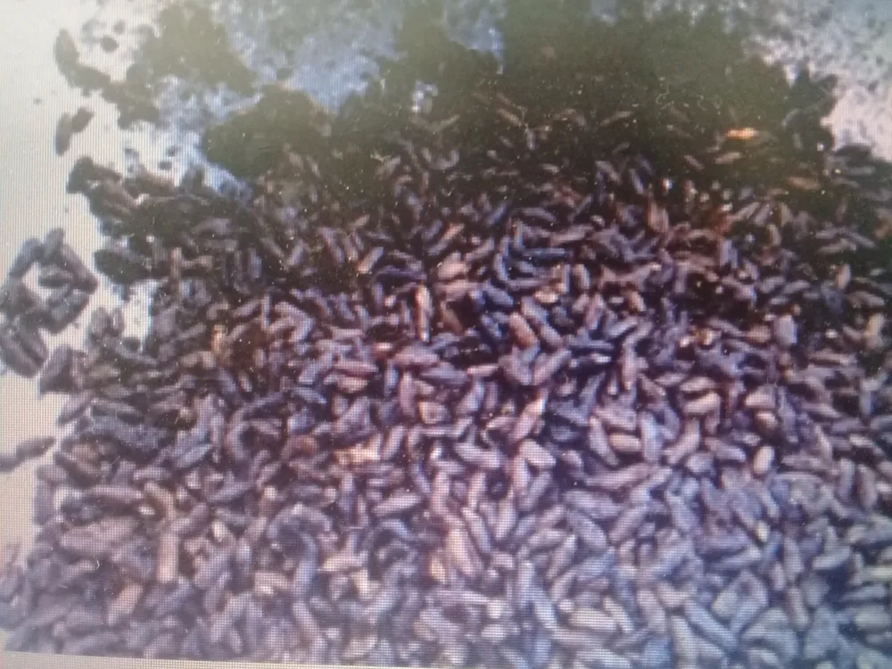 Nghi vấn gạo giả nấu lên chuyển màu đen, vón cục ở Đồng Tháp ảnh 1