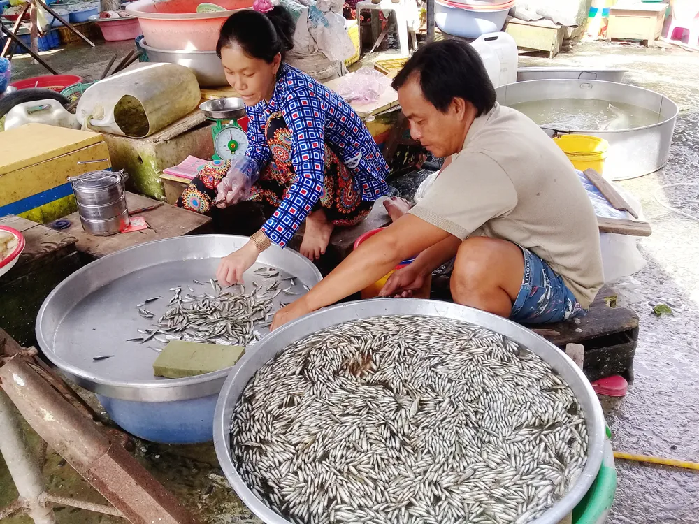 Cá linh non đầu mùa lũ hút hàng ảnh 1