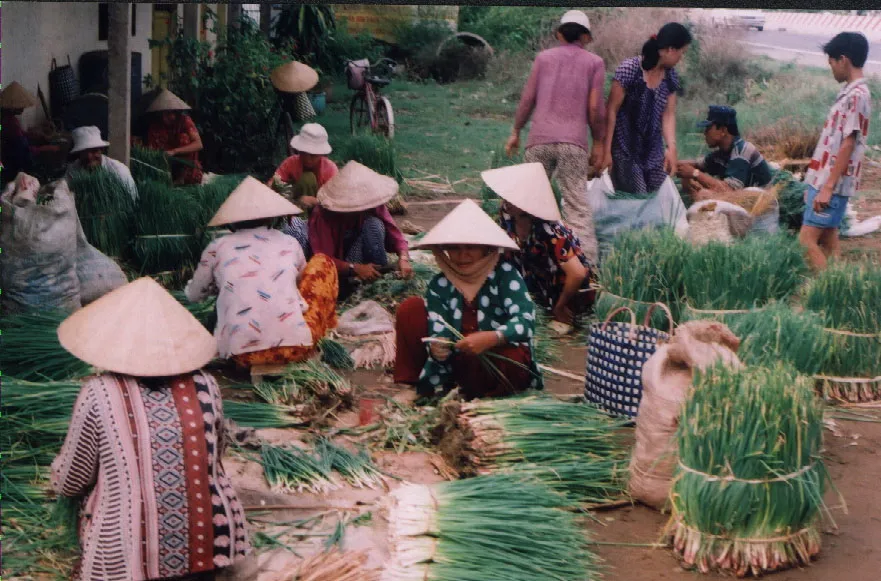 ĐBSCL: Hành lá mùa lũ “sốt” giá ảnh 1