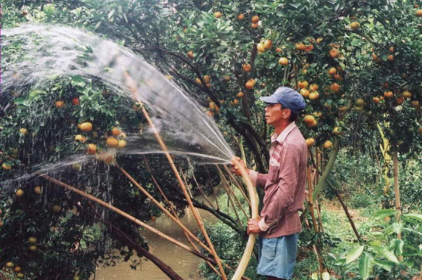 Phát triển Đồng Tháp Mười  thành vùng sản xuất, xuất khẩu nông sản trọng điểm ảnh 1