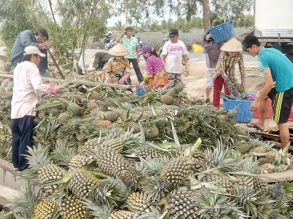 Xuất khẩu rau quả hướng tới 4,5 tỷ USD ảnh 1