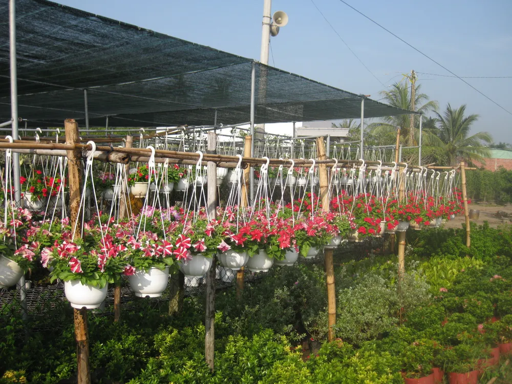 ĐBSCL: Hơn 10 triệu chậu hoa kiểng phục vụ tết 2018 ảnh 2