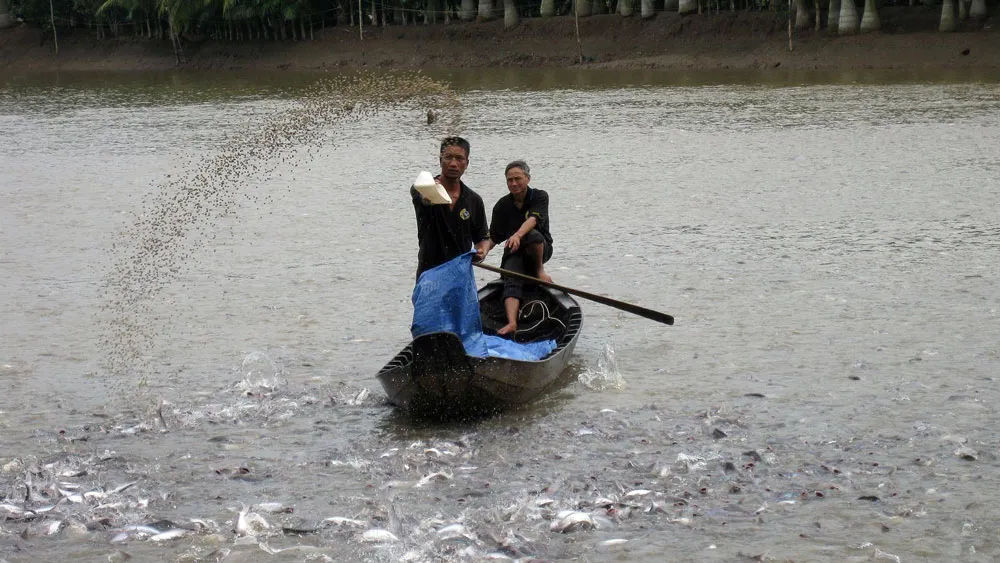 Năm 2018, xuất khẩu cá tra phấn đấu đạt kim ngạch 2- 2,2 tỷ USD ảnh 2