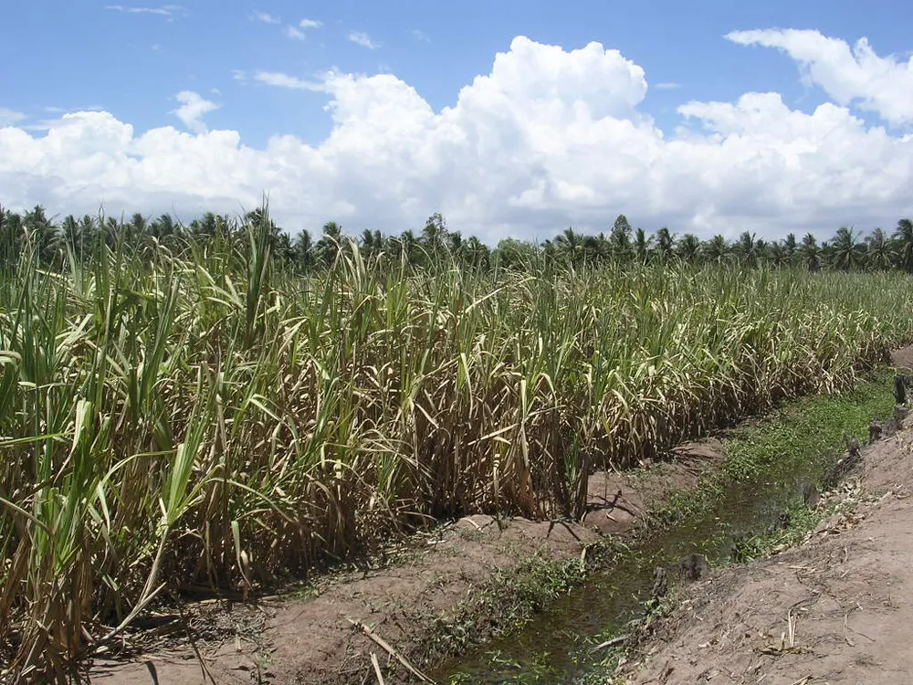 Nông dân ĐBSCL ào ạt phá bỏ ruộng mía ảnh 1