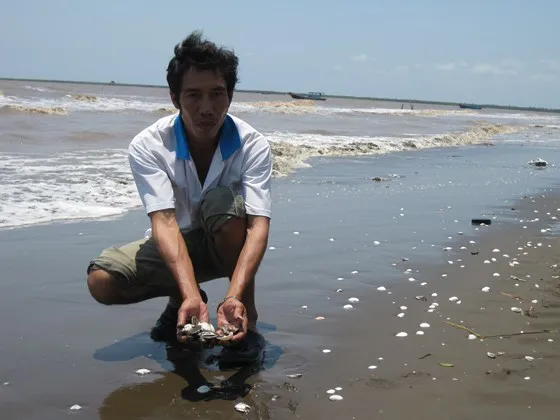 Nông dân lo lắng vì tình trạng nghêu chết