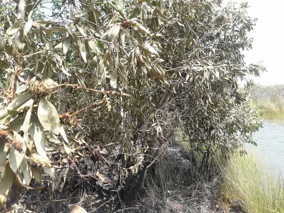 Cháy lớn ở khu bảo tồn đồng cỏ bàng Phú Mỹ  ảnh 1